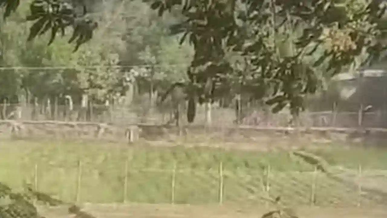 ছবি : ভিডিও থেকে সংগ্রহীত